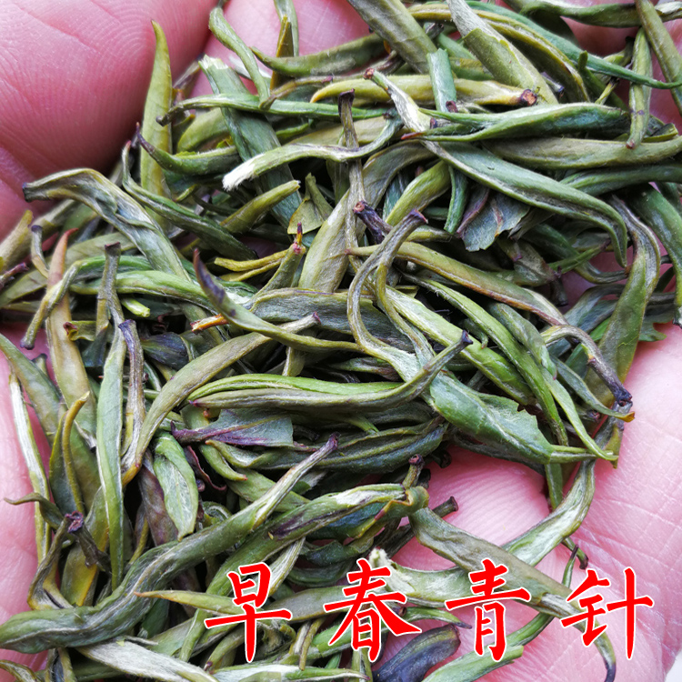 滇绿茶 青针