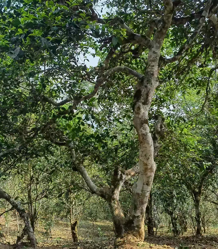 普洱茶树龄